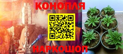 прущие крисы Будённовск