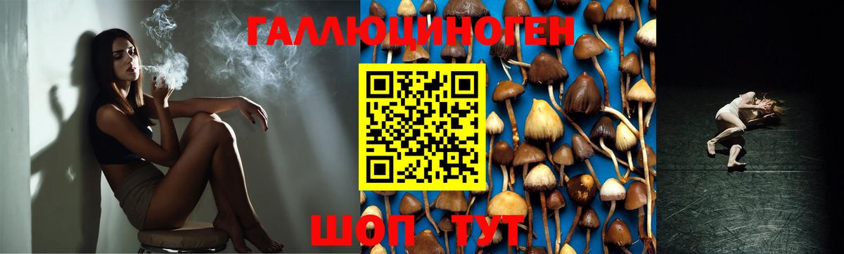 Грозный  Псилоцибиновые грибы GOLDEN TEACHER  закладка  Вход с VPN 